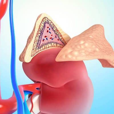 هرمون تفرزه الغدة الكظرية