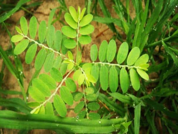 علاج الاملاح بالاعشاب