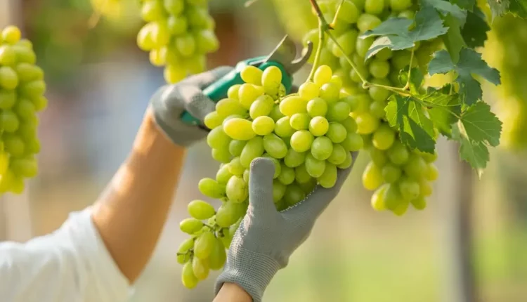 السعرات الحرارية في العنب الاحمر والاخضر